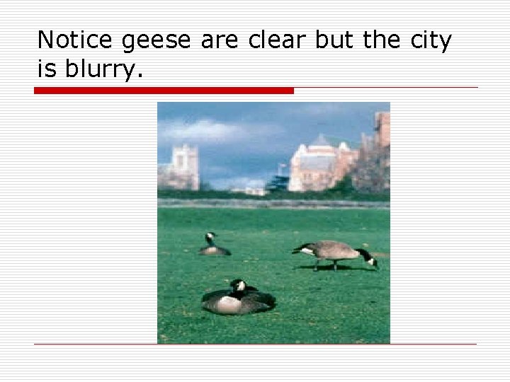 Notice geese are clear but the city is blurry. Notice geese are clear but the city is blurry.