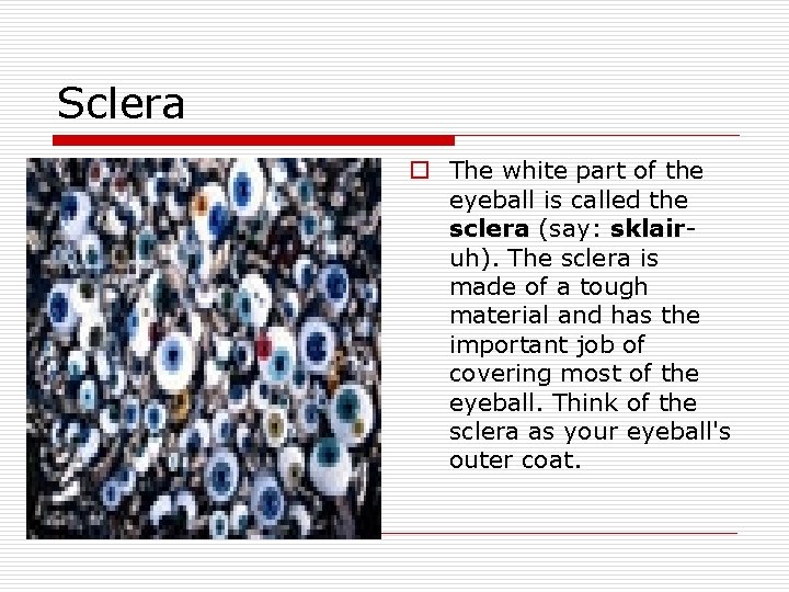 Sclera o The white part of the eyeball is called the sclera (say: sklairuh). Sclera o The white part of the eyeball is called the sclera (say: sklairuh).