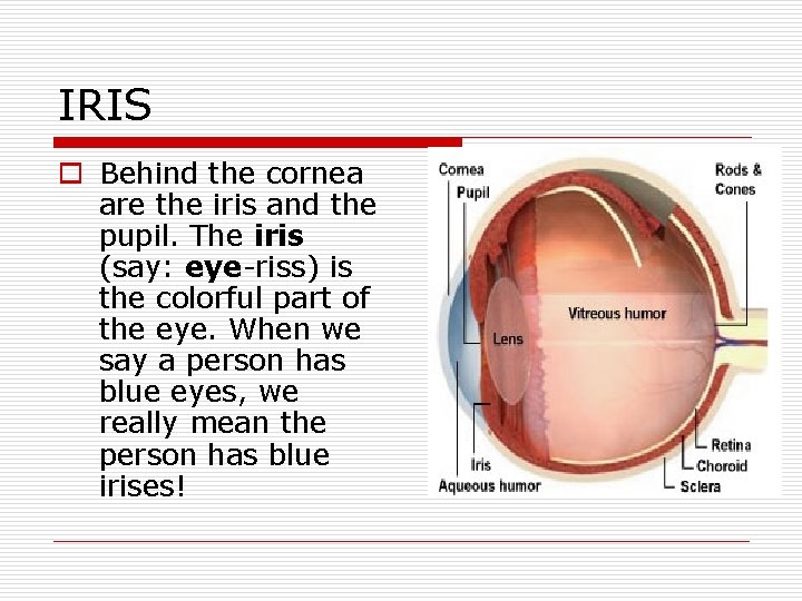 IRIS o Behind the cornea are the iris and the pupil. The iris (say: IRIS o Behind the cornea are the iris and the pupil. The iris (say: