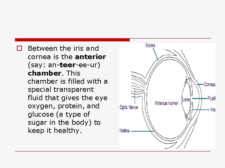 o Between the iris and cornea is the anterior (say: an-teer-ee-ur) chamber. This chamber o Between the iris and cornea is the anterior (say: an-teer-ee-ur) chamber. This chamber