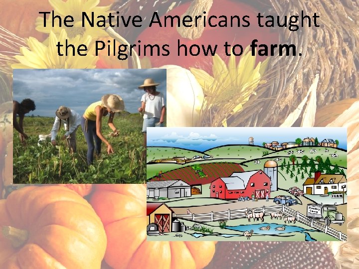 The Native Americans taught the Pilgrims how to farm. 