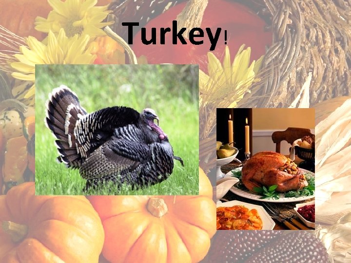 Turkey! 