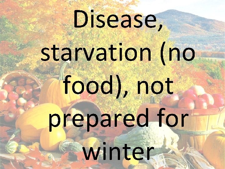 Disease, starvation (no food), not prepared for winter 