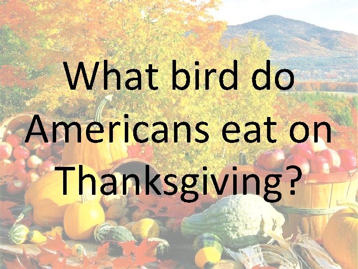 What bird do Americans eat on Thanksgiving? 