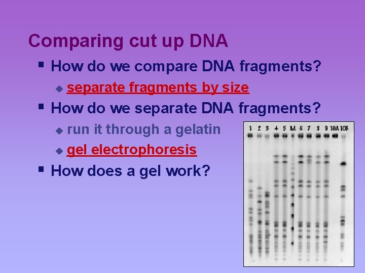 Comparing cut up DNA § How do we compare DNA fragments? u separate fragments