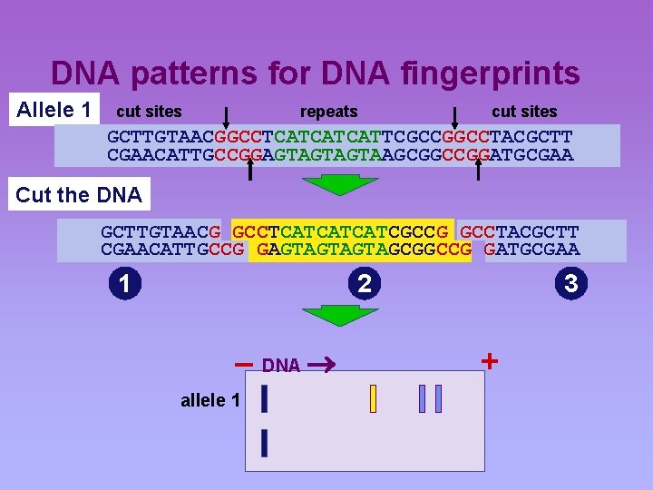DNA patterns for DNA fingerprints Allele 1 cut sites repeats cut sites GCTTGTAACGGCCTCATCATCATTCGCCGGCCTACGCTT CGAACATTGCCGGAGTAGTAGTAAGCGGCCGGATGCGAA