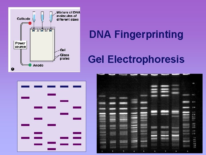 DNA Fingerprinting Gel Electrophoresis 