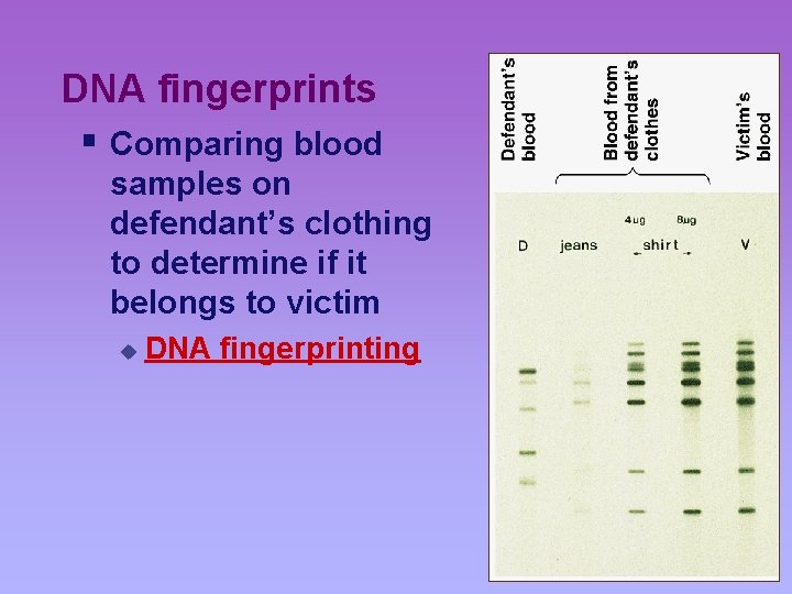 DNA fingerprints § Comparing blood samples on defendant’s clothing to determine if it belongs