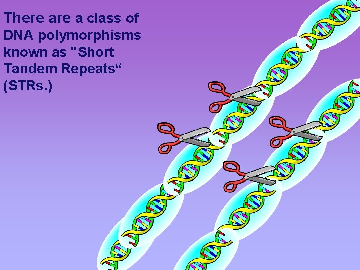 There a class of DNA polymorphisms known as "Short Tandem Repeats“ (STRs. ) 