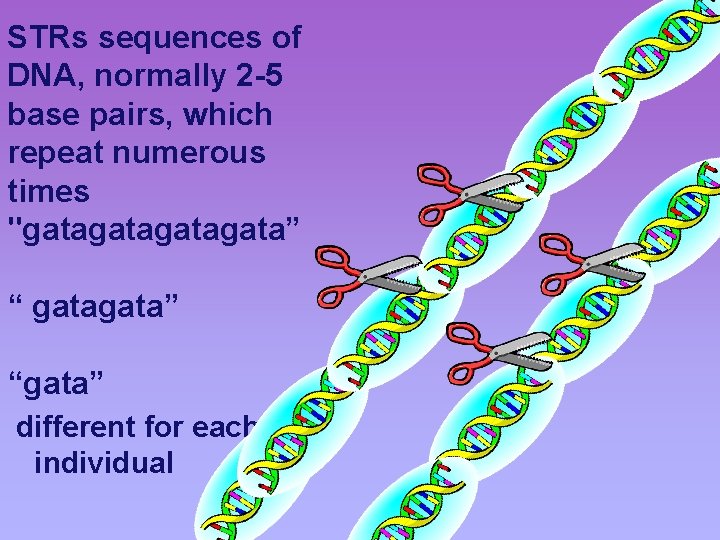 STRs sequences of DNA, normally 2 -5 base pairs, which repeat numerous times "gatagata”