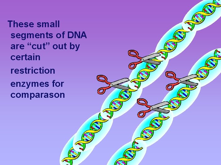These small segments of DNA are “cut” out by certain restriction enzymes for comparason