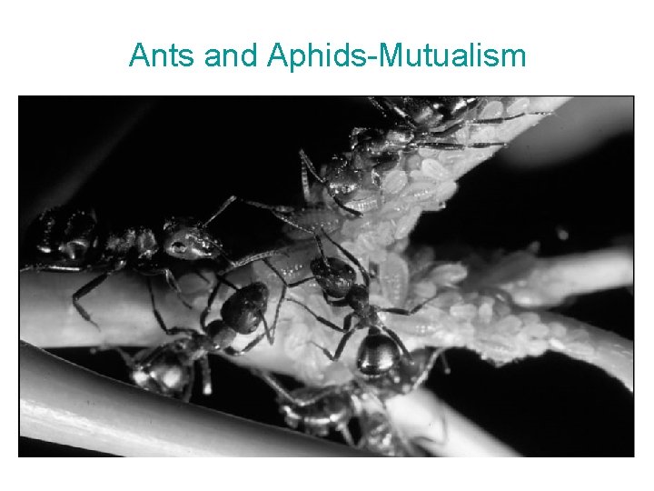 Ants and Aphids-Mutualism • These ants tend their “herd” of aphids, which in turn