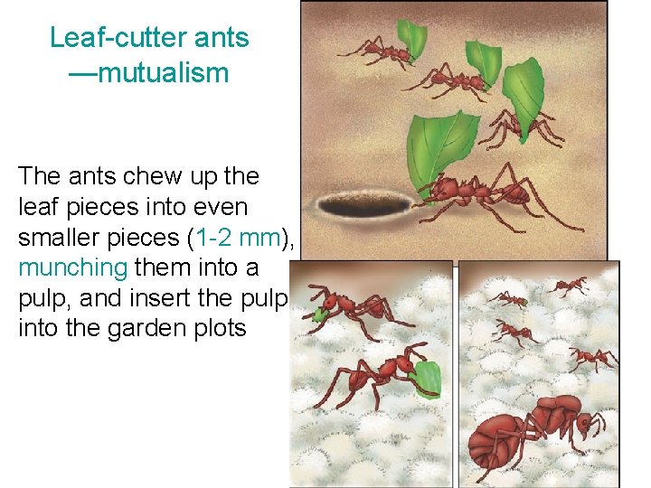 Leaf-cutter ants —mutualism The ants chew up the leaf pieces into even smaller pieces