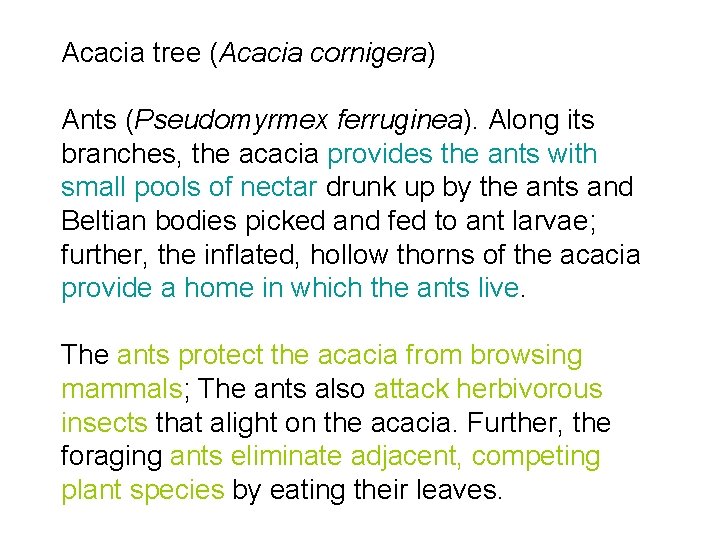 Acacia tree (Acacia cornigera) Ants (Pseudomyrmex ferruginea). Along its branches, the acacia provides the
