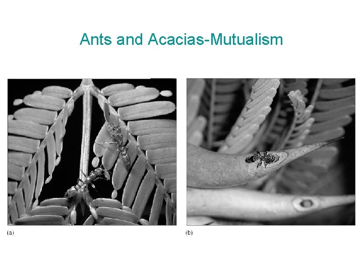 Ants and Acacias-Mutualism 