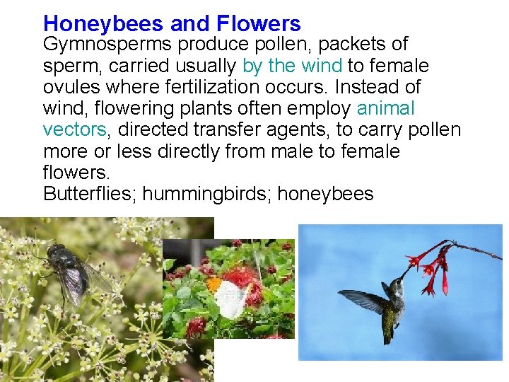 Honeybees and Flowers Gymnosperms produce pollen, packets of sperm, carried usually by the wind