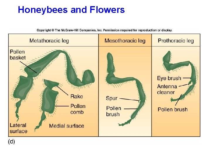 Honeybees and Flowers 