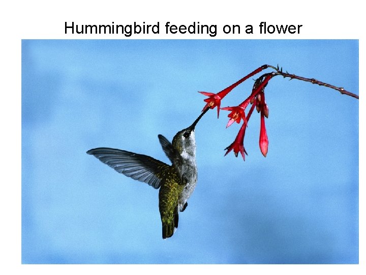Hummingbird feeding on a flower 