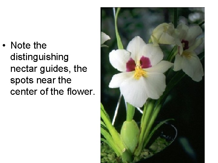  • Note the distinguishing nectar guides, the spots near the center of the