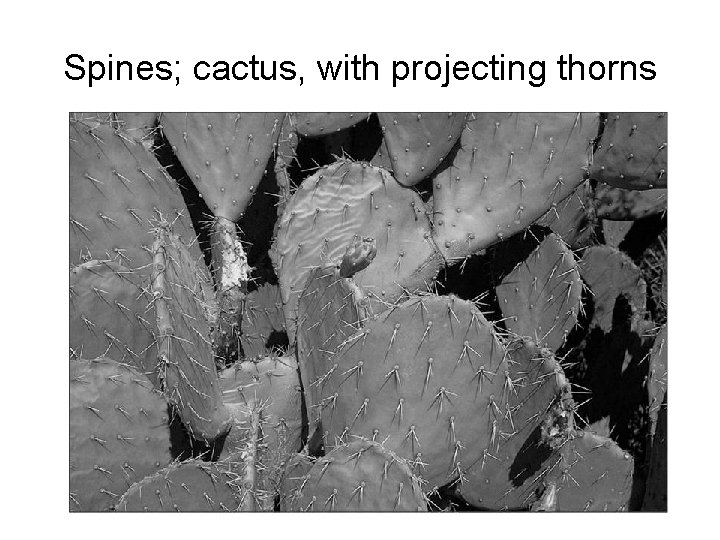 Spines; cactus, with projecting thorns 