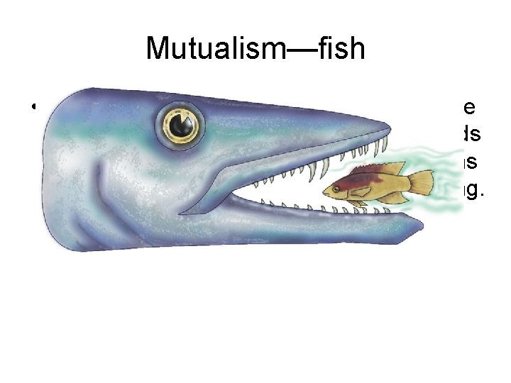 Mutualism—fish • The small Spanish hogfish dashes into the mouth of a willing barracuda