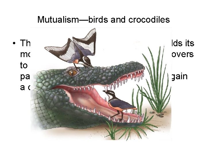 Mutualism—birds and crocodiles • This African crocodile relaxes and holds its mouth open. This