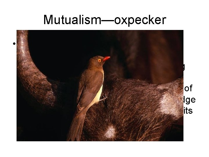Mutualism—oxpecker • This red-billed oxpecker forages for parasites on the backs of African ungulates.