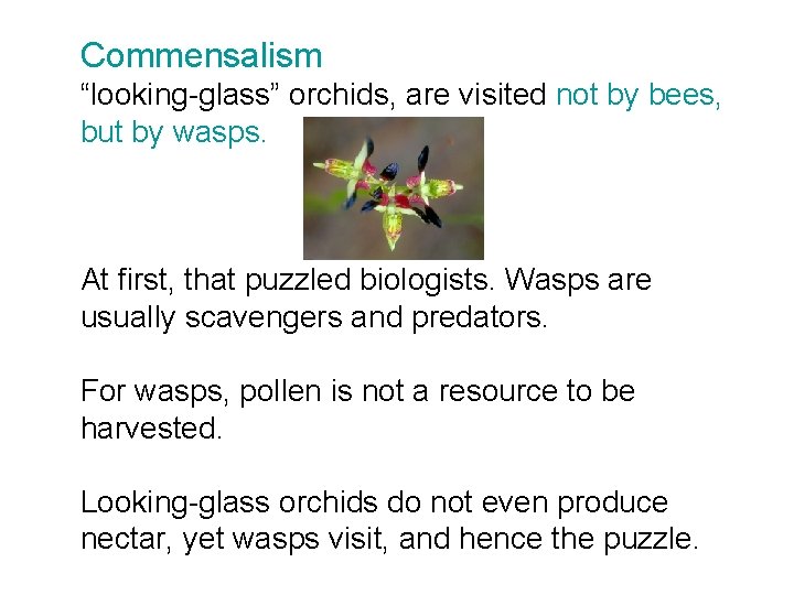 Commensalism “looking-glass” orchids, are visited not by bees, but by wasps. At first, that