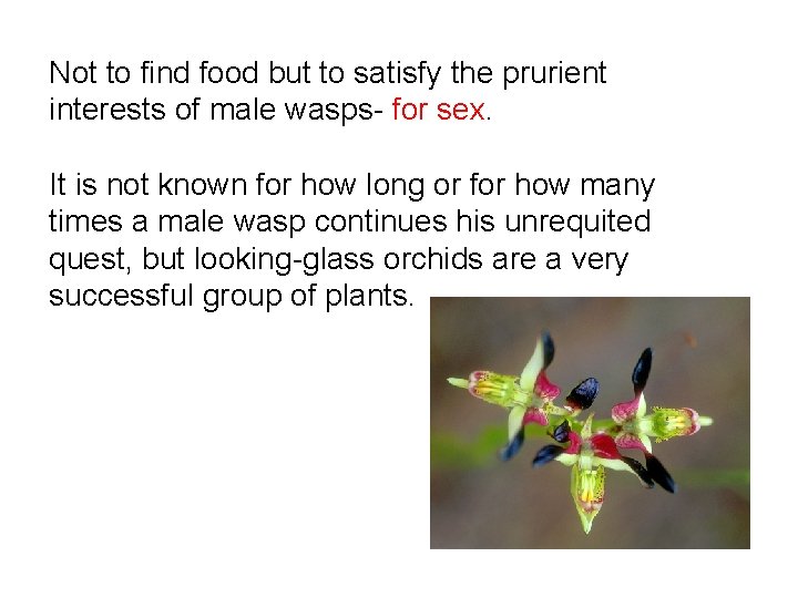 Not to find food but to satisfy the prurient interests of male wasps- for