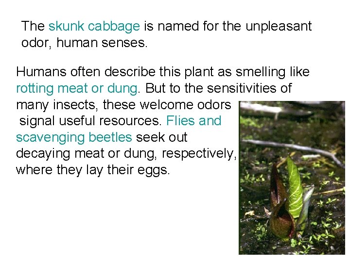 The skunk cabbage is named for the unpleasant odor, human senses. Humans often describe
