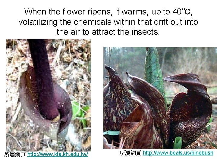 When the flower ripens, it warms, up to 40℃, volatilizing the chemicals within that