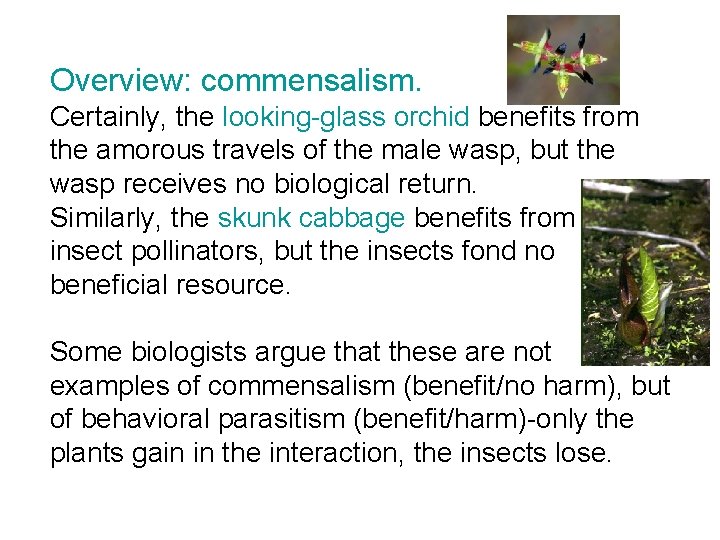 Overview: commensalism. Certainly, the looking-glass orchid benefits from the amorous travels of the male