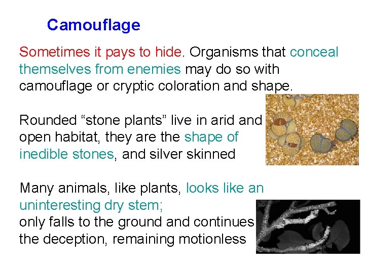 Camouflage Sometimes it pays to hide. Organisms that conceal themselves from enemies may do
