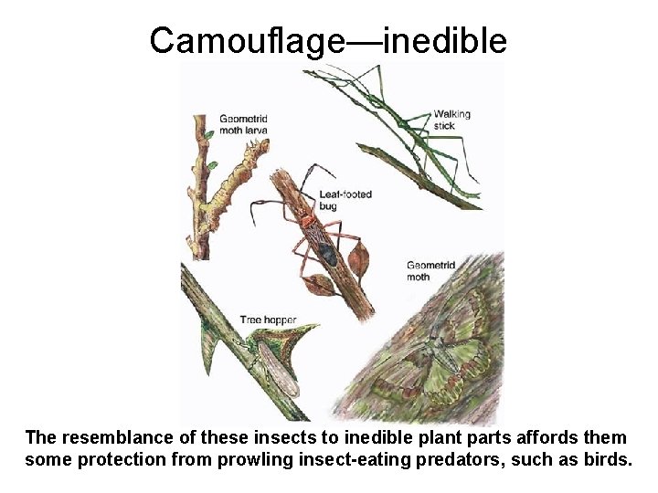 Camouflage—inedible The resemblance of these insects to inedible plant parts affords them some protection