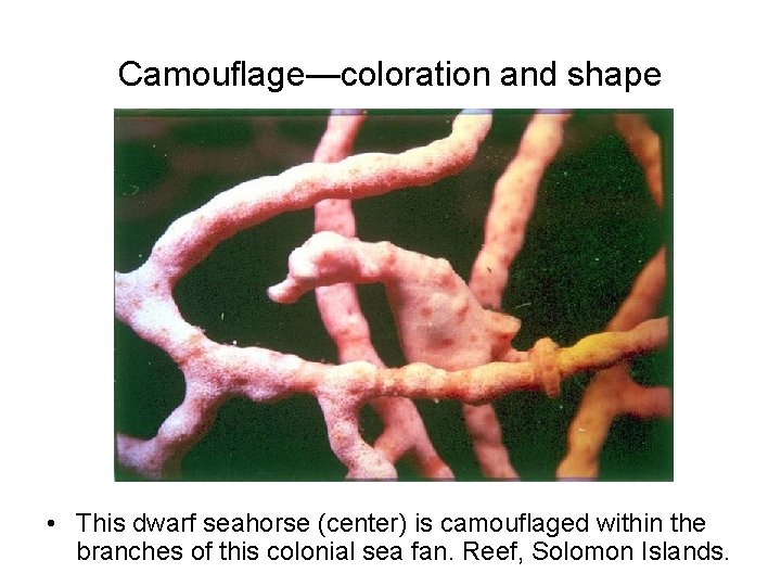 Camouflage—coloration and shape • This dwarf seahorse (center) is camouflaged within the branches of