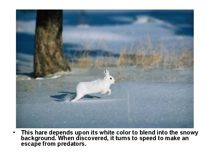 Camouflage—arctic hare • This hare depends upon its white color to blend into the
