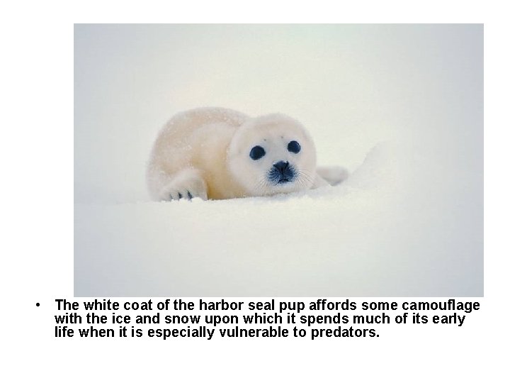 Harbor seal pup • The white coat of the harbor seal pup affords some