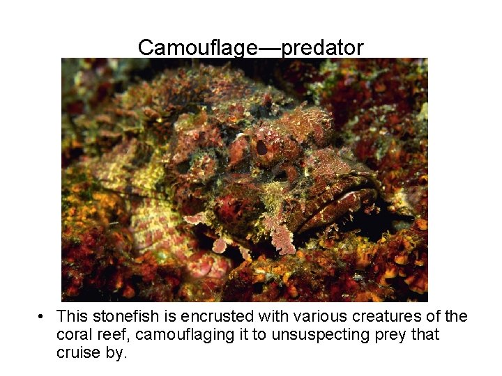 Camouflage—predator • This stonefish is encrusted with various creatures of the coral reef, camouflaging