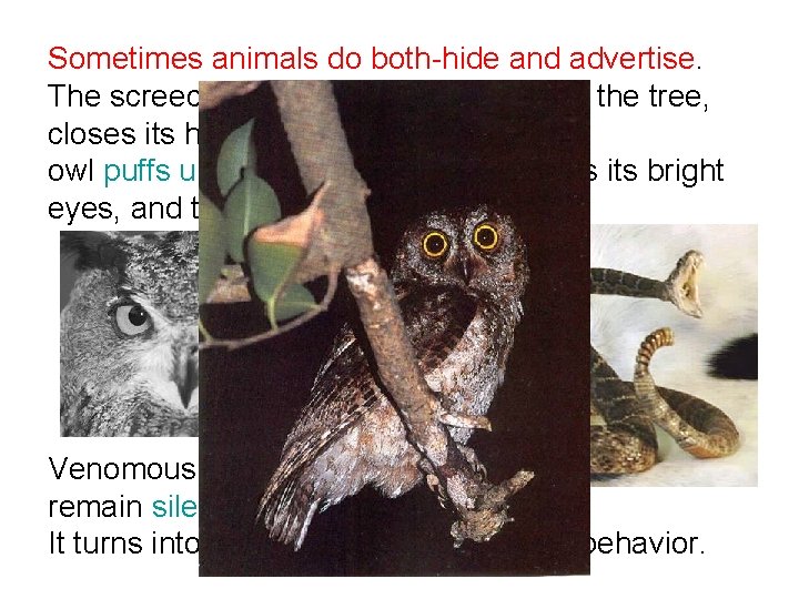 Sometimes animals do both-hide and advertise. The screech owl, tucks itself up against the