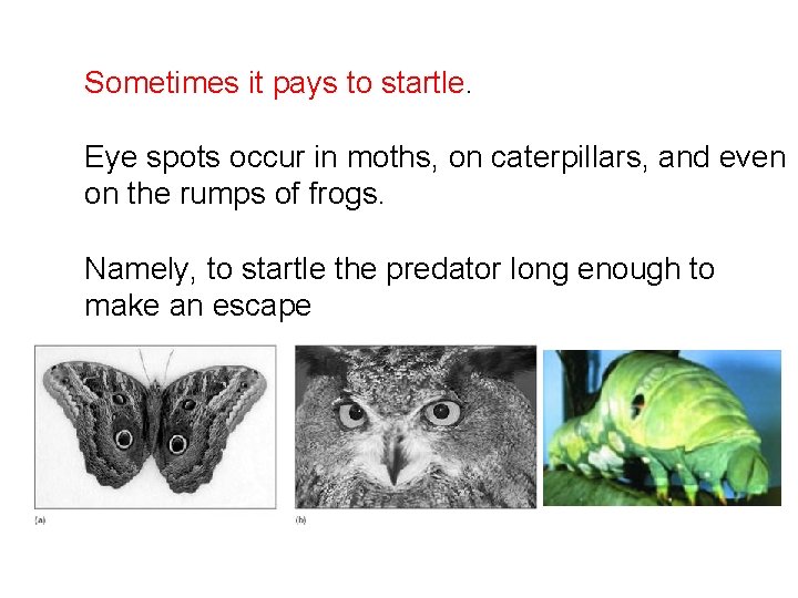 Sometimes it pays to startle. Eye spots occur in moths, on caterpillars, and even