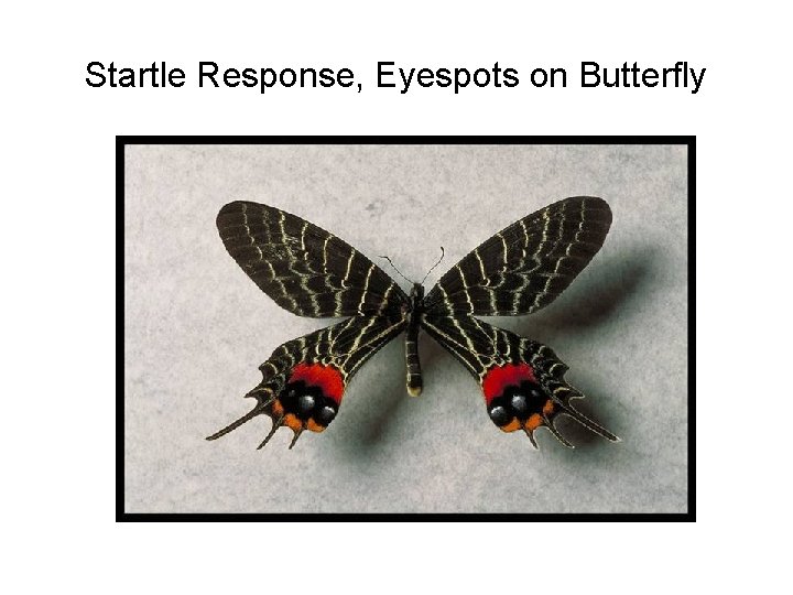 Startle Response, Eyespots on Butterfly 