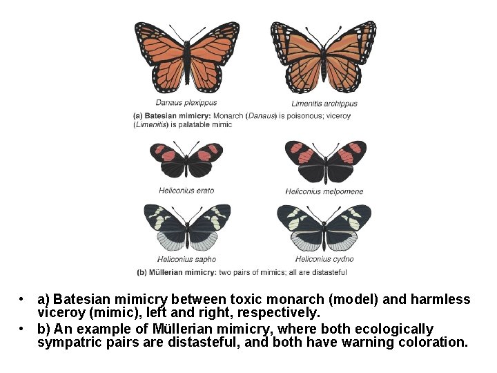 Mimicry II • a) Batesian mimicry between toxic monarch (model) and harmless viceroy (mimic),