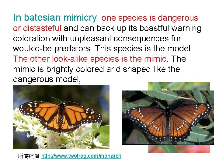 In batesian mimicry, one species is dangerous or distasteful and can back up its