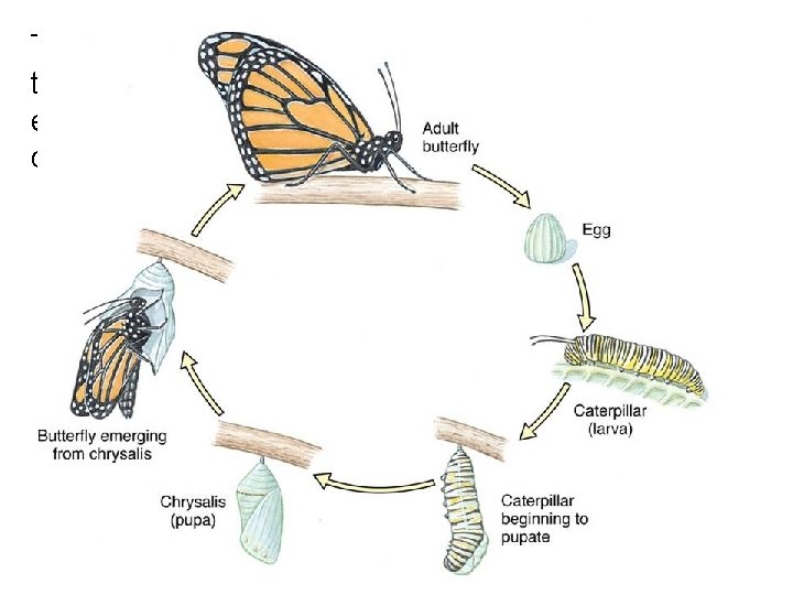 The monarch butterfly contains sequestered in its tissues noxious chemicals (cardiac glycosides). If eaten
