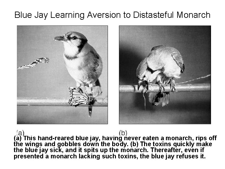 Blue Jay Learning Aversion to Distasteful Monarch (a) This hand-reared blue jay, having never