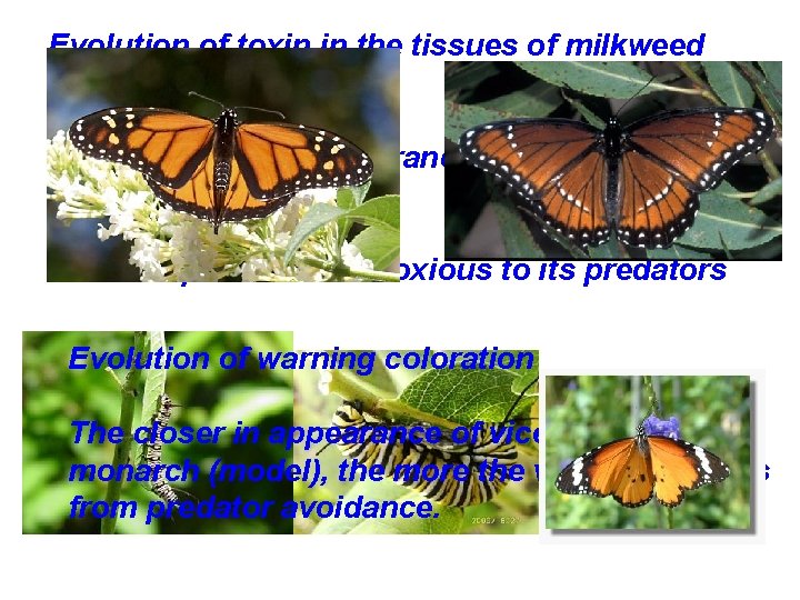 Evolution of toxin in the tissues of milkweed plants. 摩蘿科馬利筋 Monarch evolves a tolerance
