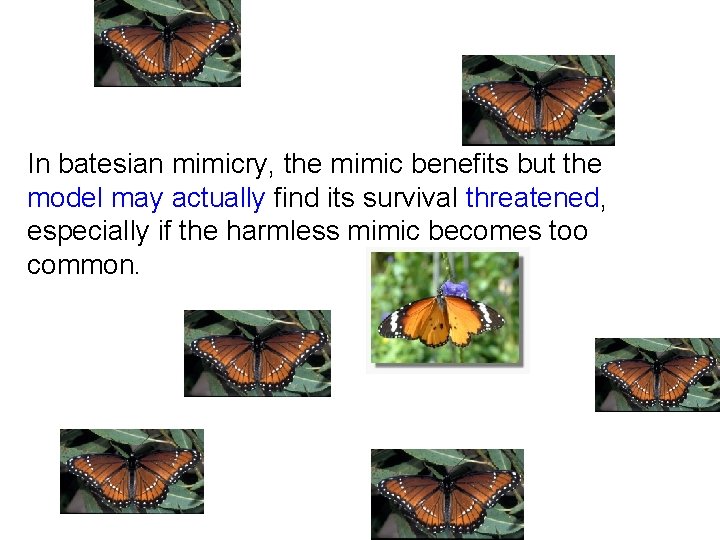 In batesian mimicry, the mimic benefits but the model may actually find its survival