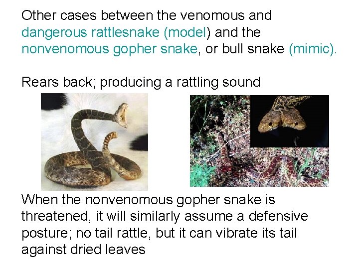 Other cases between the venomous and dangerous rattlesnake (model) and the nonvenomous gopher snake,