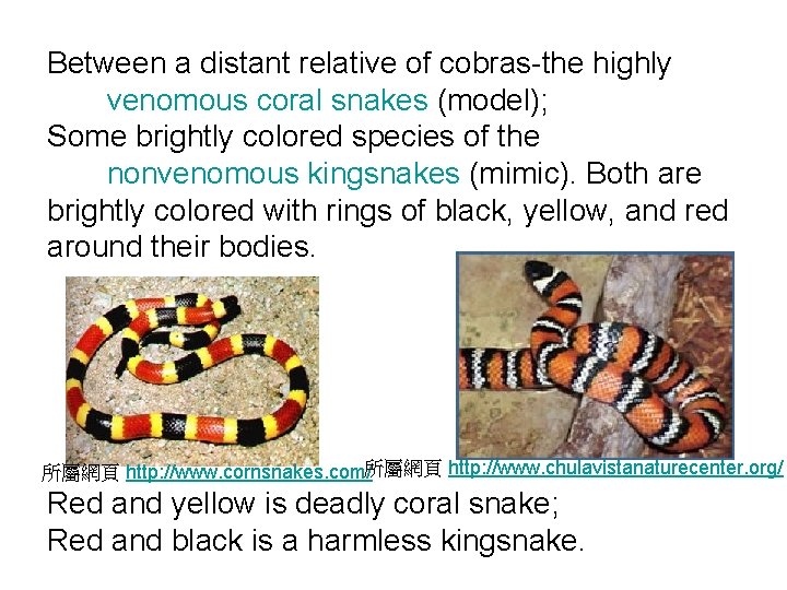 Between a distant relative of cobras-the highly venomous coral snakes (model); Some brightly colored