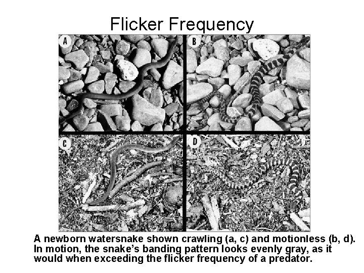 Flicker Frequency A newborn watersnake shown crawling (a, c) and motionless (b, d). In